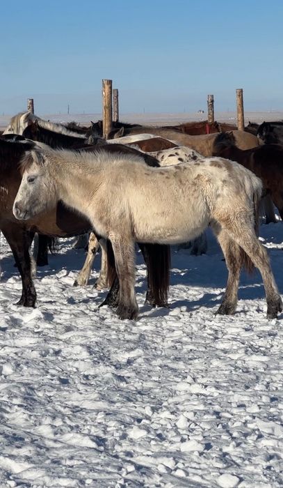 2 Кунандар  1 Тай Шубар
