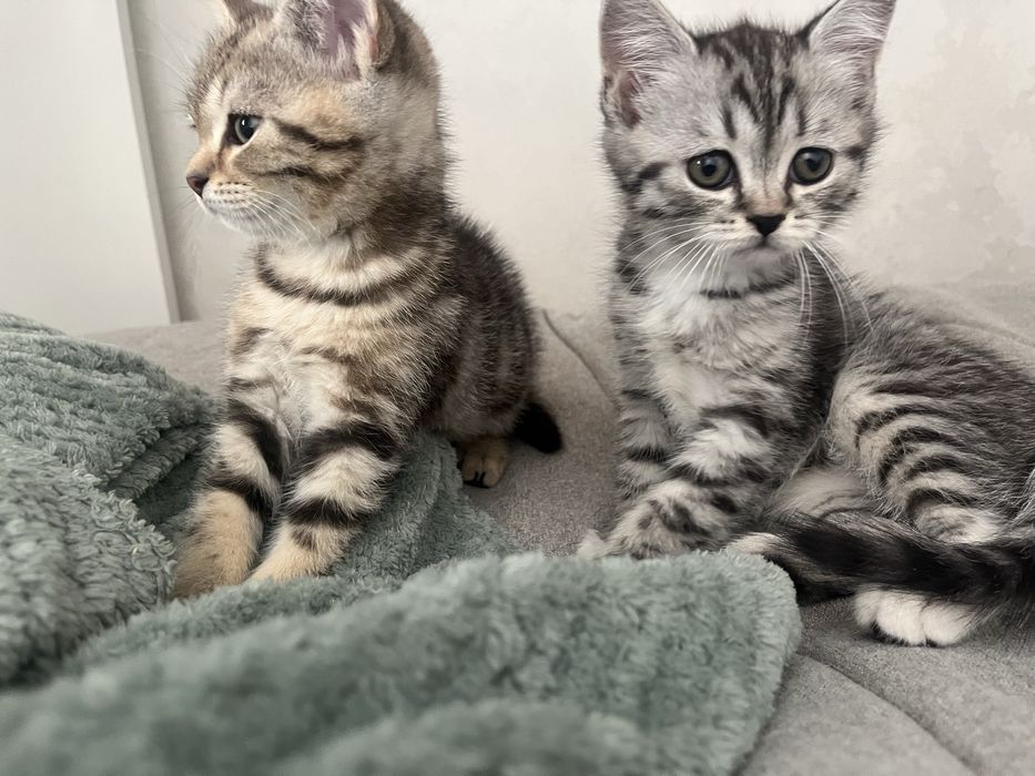 котята породистые