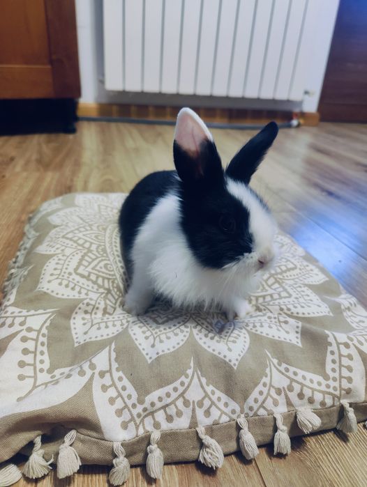 Vând iepuraș Cap de Leu