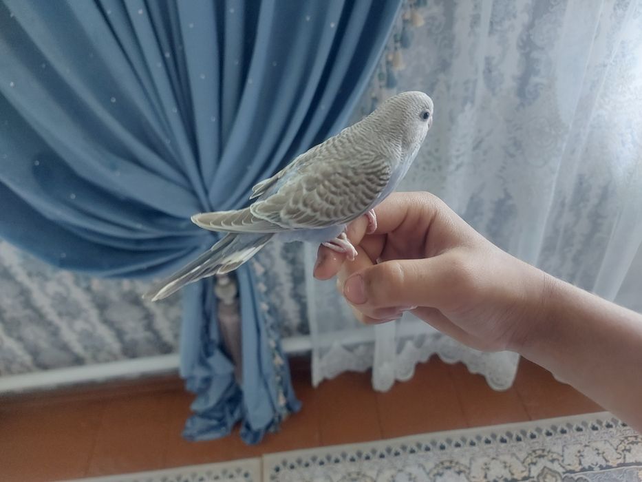 Птенец ручной с гнезда
