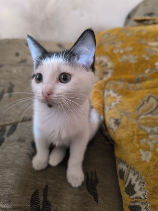 Маленький Котёночек