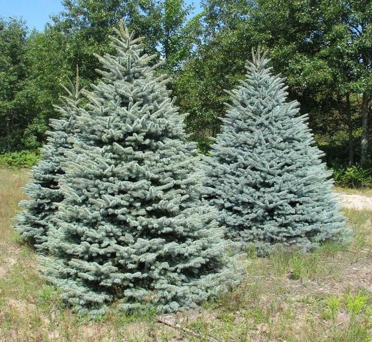 Саженцы сеянцы ель голубая ёлка сосна кедр берёза липа дуб