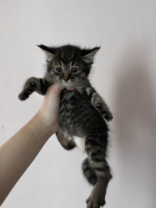 Котята милые спокойные