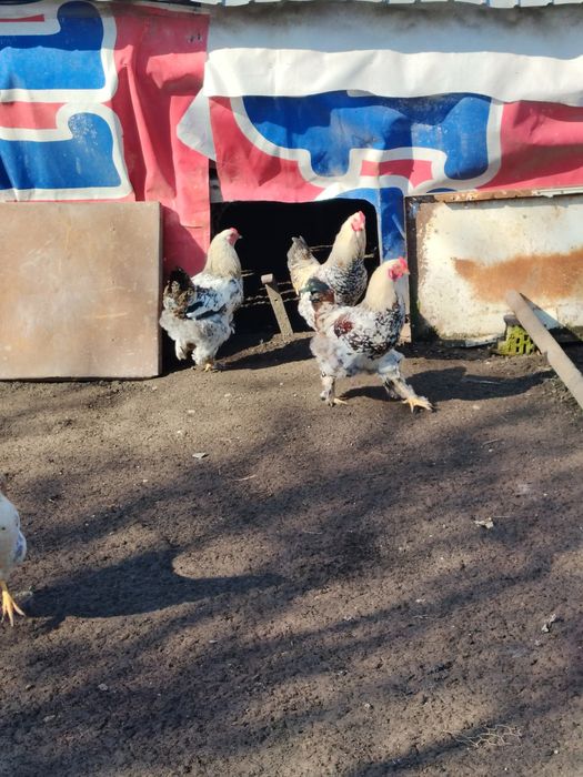 Schimb cocoși pe puici,gaini