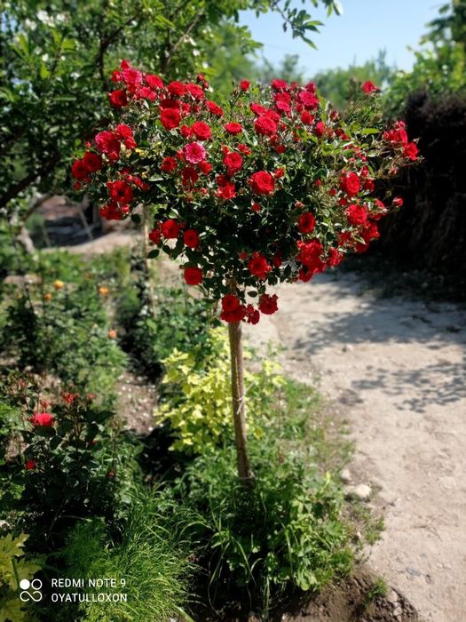 Shtamp atirguli shoxona atirgul