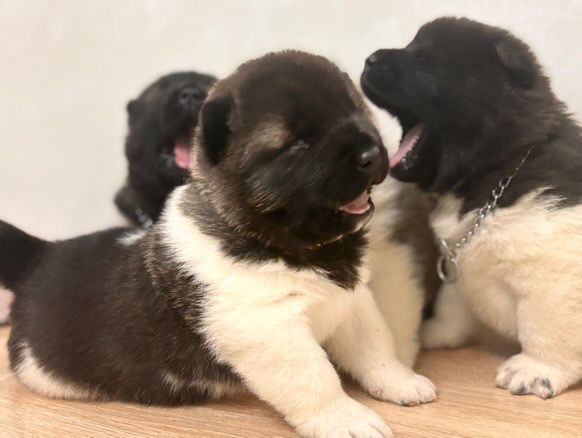 Американская Акита