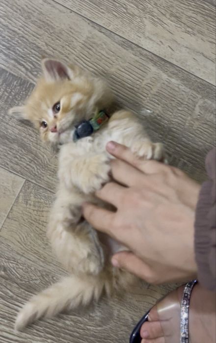 Мушук сибирский пародия