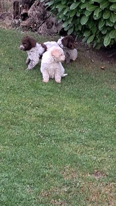 Лагото Романьоло