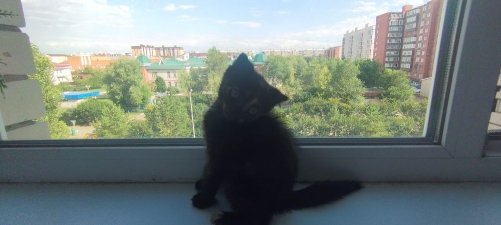 Отдам котенка девочку в добрые руки!