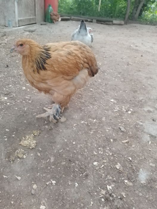 Puii Brahma , Moțată olandeză, și puii de găină de casă.