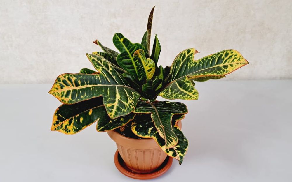 Кротон Кротон Кротон