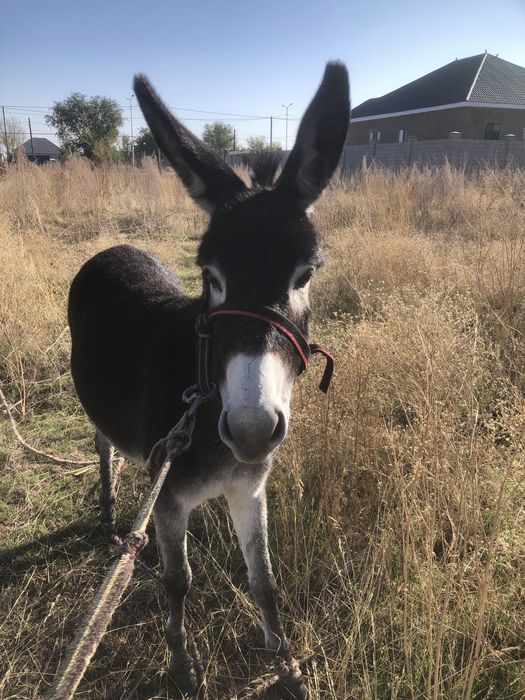 Орысша түсініктемесі бар секс