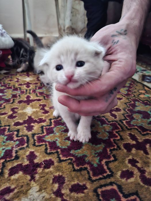 Продам вислоухих котят 20 дней