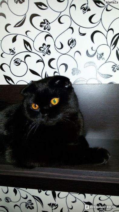 Шотландский вислоухий кот