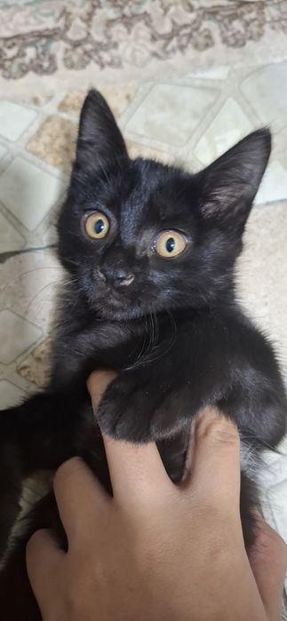 Мушукча яхши кулларга бепул берилади