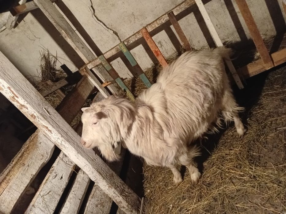 Теке, Козёл Зааненской породы