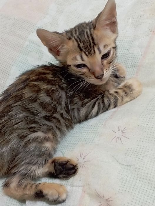 Продаются бенгальские котята