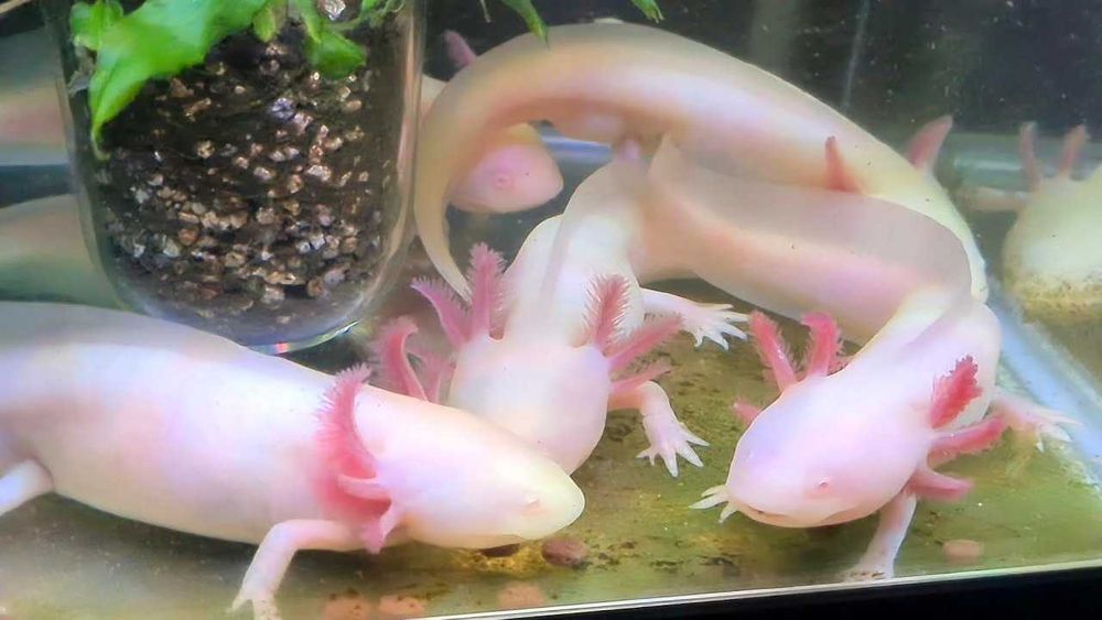 Vând pui AXOLOTL Albino – Salamandră Mexicană