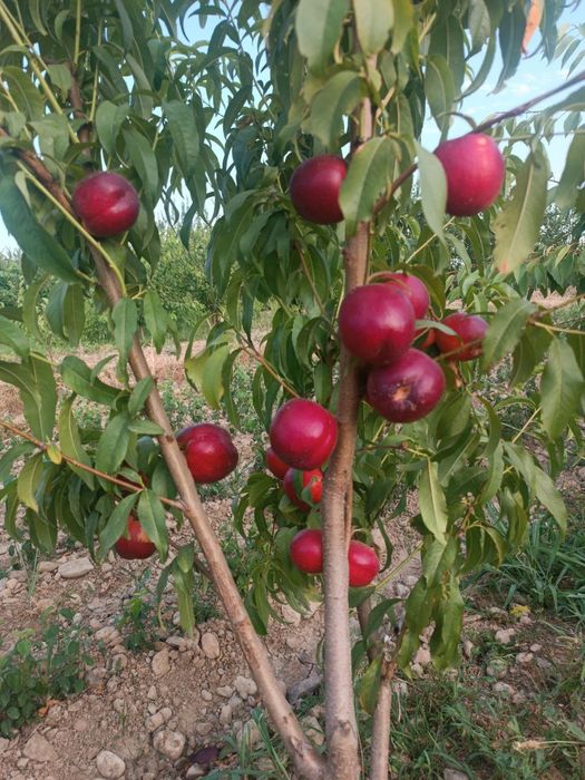 Мевали кочатлар сотувда