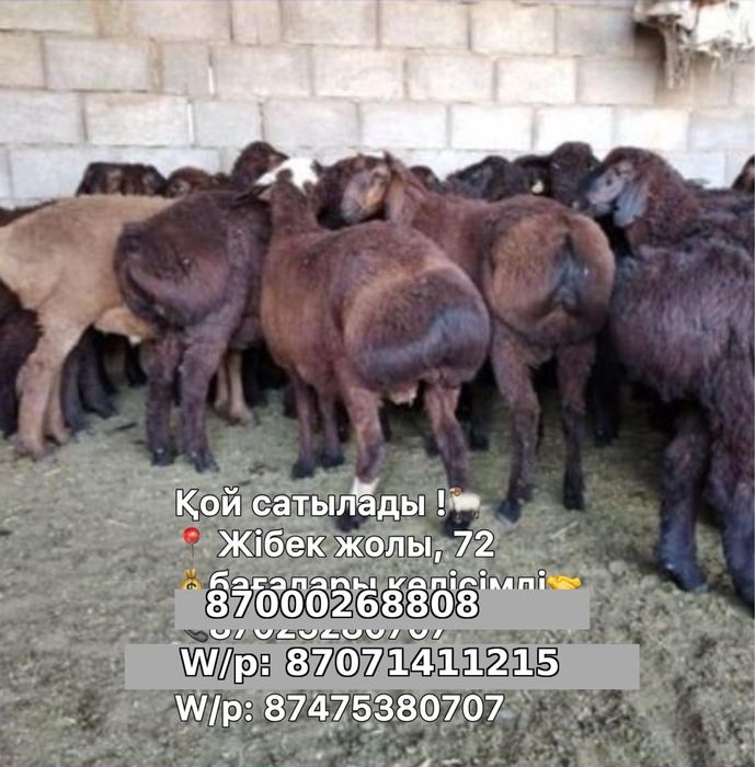 Бараны продаём от 100 до 300 тысяч тг