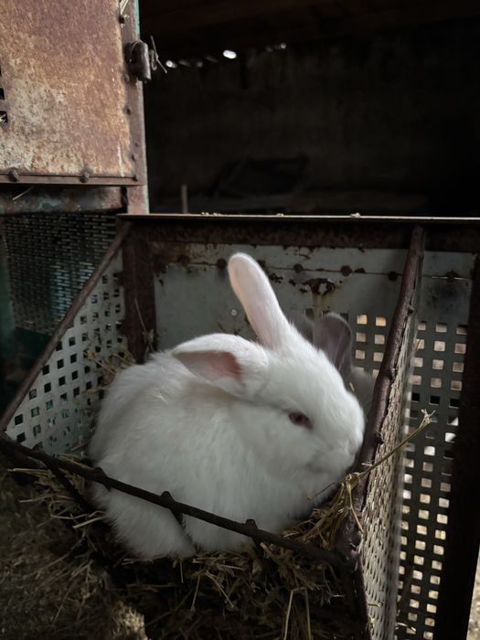 Iepuri belgieni de 30 de zile