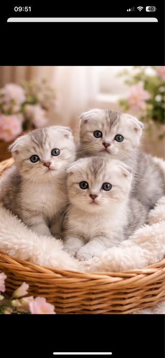 Котятя  silver шиншиллa