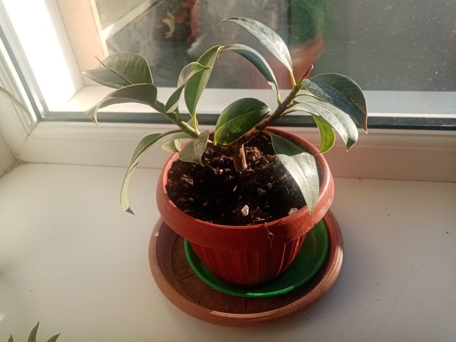 Продам фикус домашний