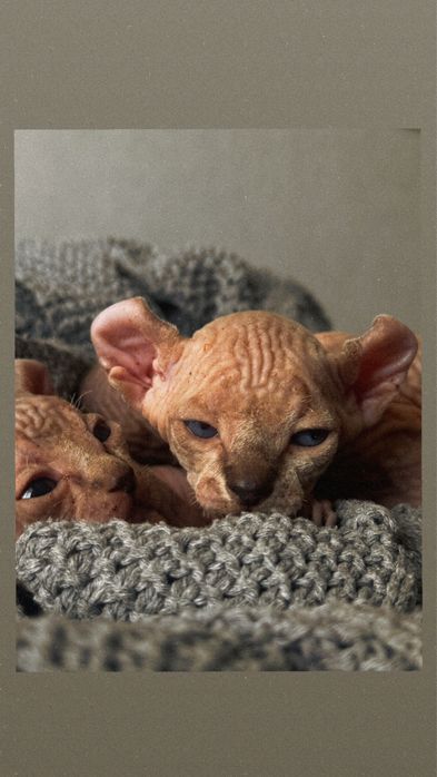 Котята сфинс эльф бронь