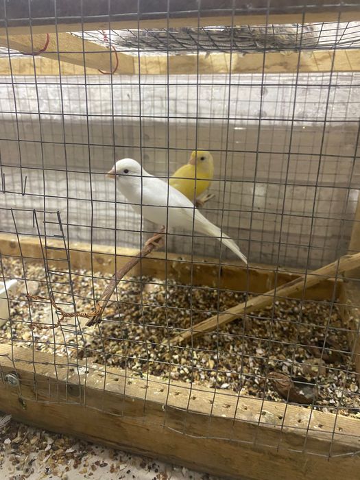 Щегол и канарейка