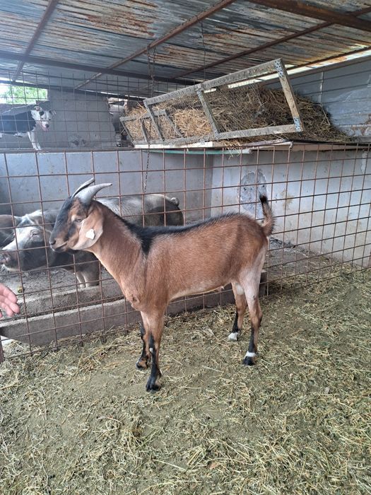 Țap anglonubian de vânzare