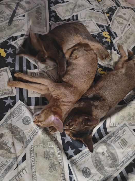 Кошка абиссинская