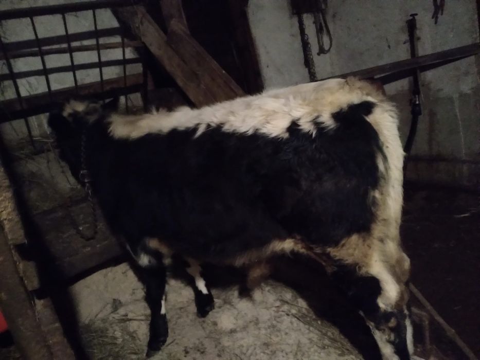 Vând tauras de 7 luni