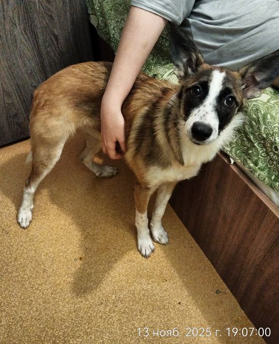 Красивая девочка в поисках дома