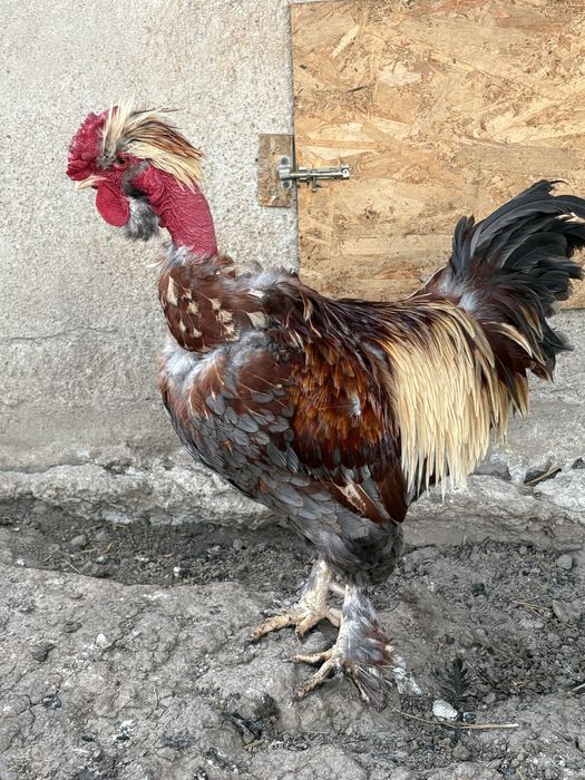 Vand cocos golas motat barbos