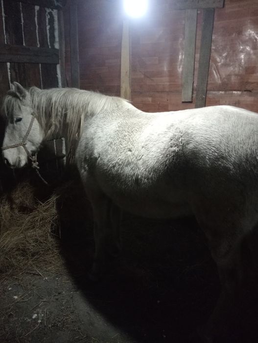 продам лошадей   жамбулскй район