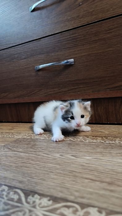 Кошечки в добрые руки
