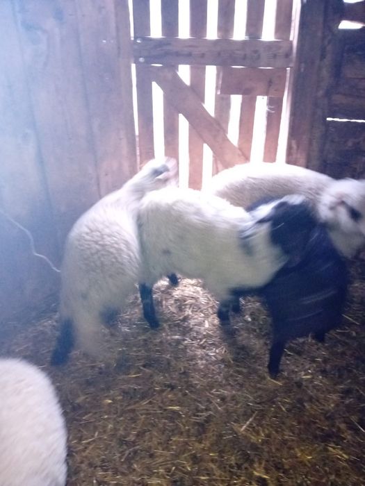 Vând miei pentru Paste