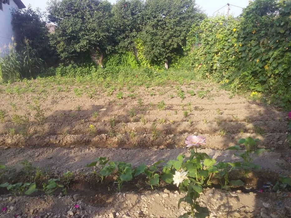 Срочно катта ҳовли сотилади