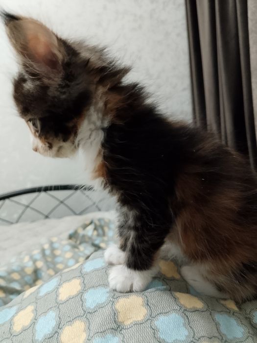 Продам катенька девочку мен куй