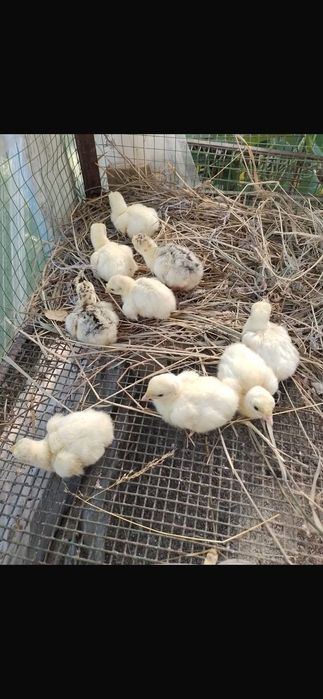 Продам домашних индюшат
