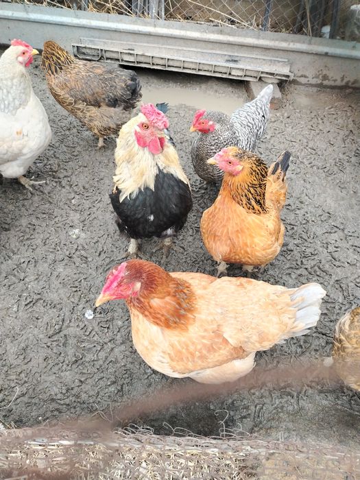 Куры несушки восем штук