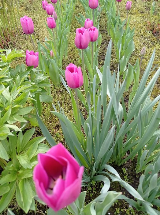 Тюльпаны на срез