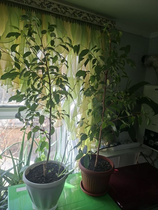 Продам Фикус Бенджамина
