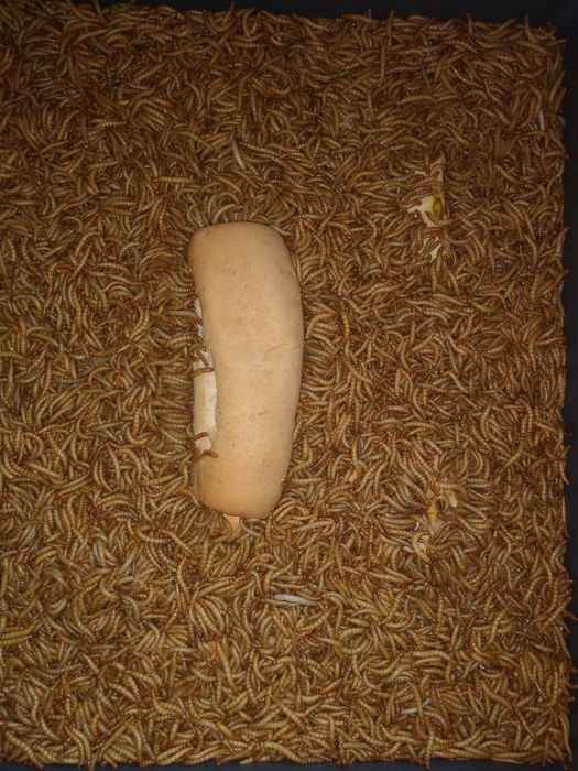 Viermi de făină, mealworms 100 Gr -12 lei !!