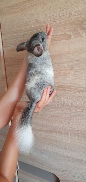 Chinchila pui  3 luni