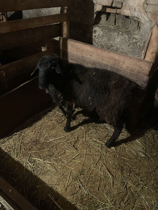 Продам баранов Кой сатылады