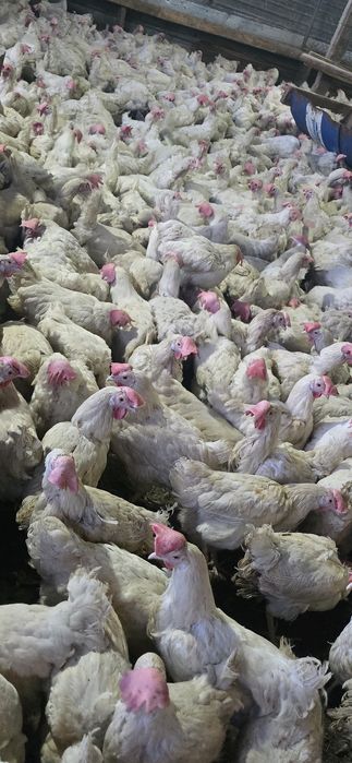 Куры несушки декалб вайт