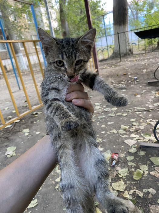 Отдам котят в добрые руки