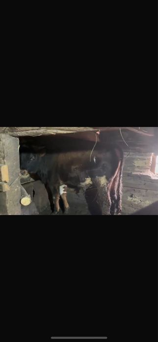 Продам быков 1.5 годовалых откорм