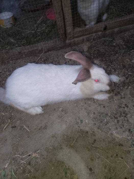 Kalifor zotli quyon sotiladi